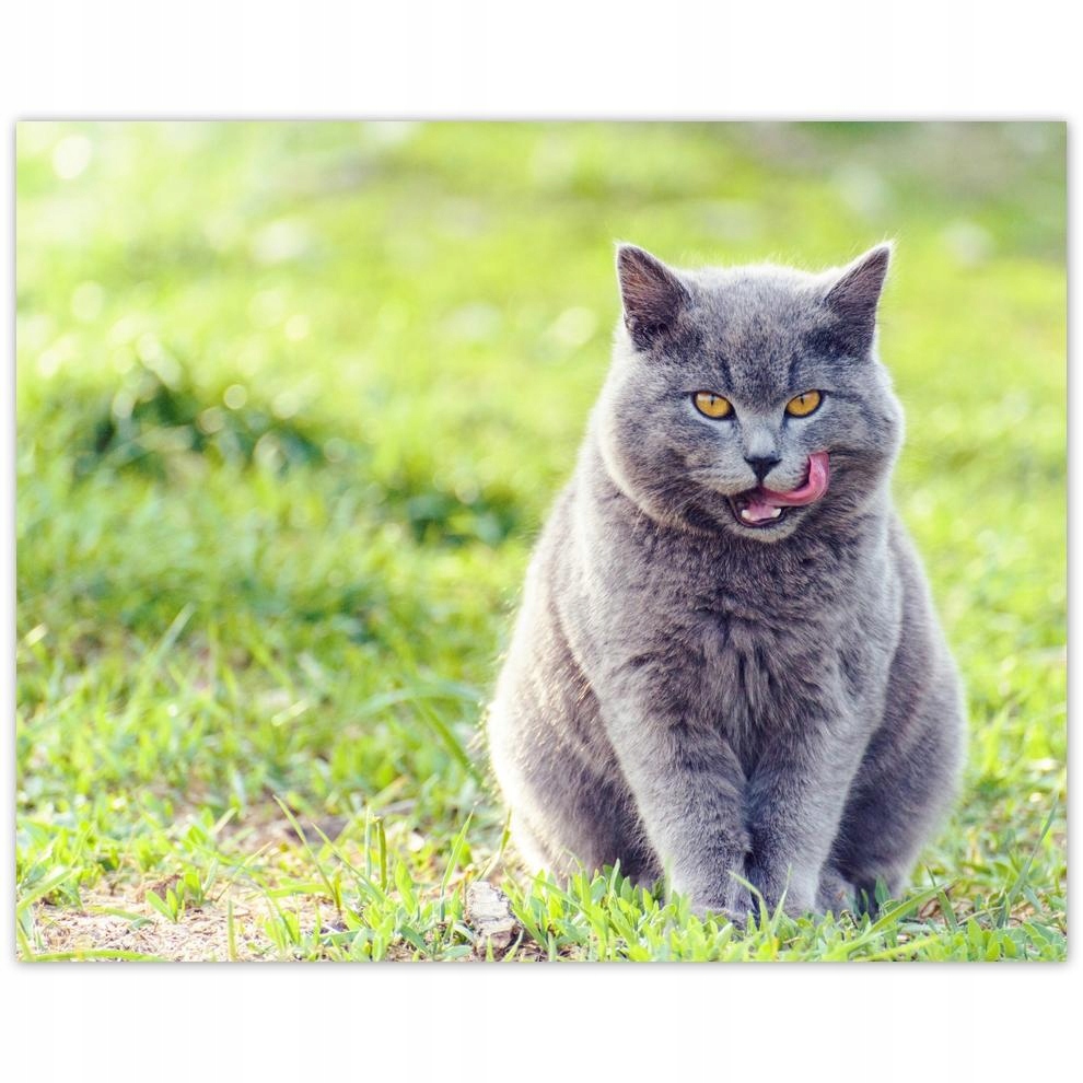 

Plakat 50x40 Kotek Kotki Koty Kicia