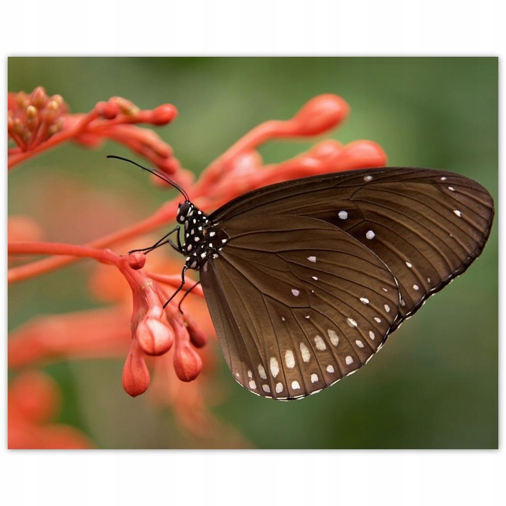 

Plakat 50x40 Brązowy motyl