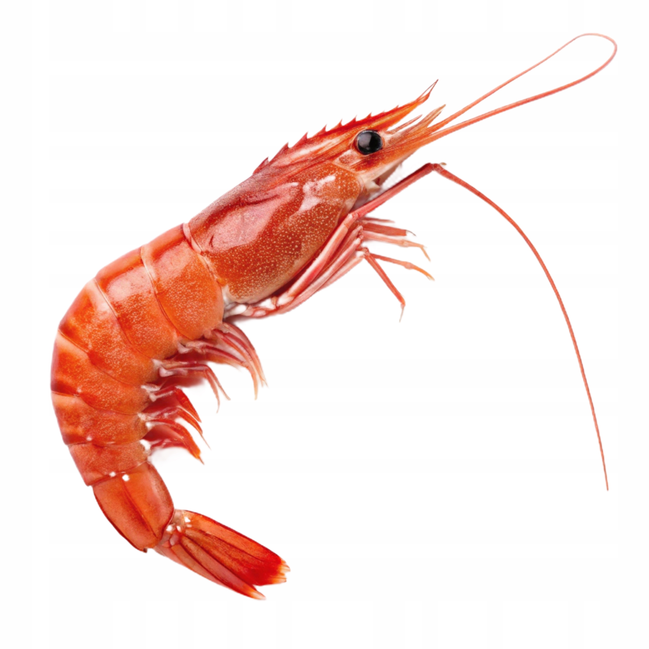 Langustynki (krewetki argentyńskie) całe surowe mrożone bez glazury 1 kg