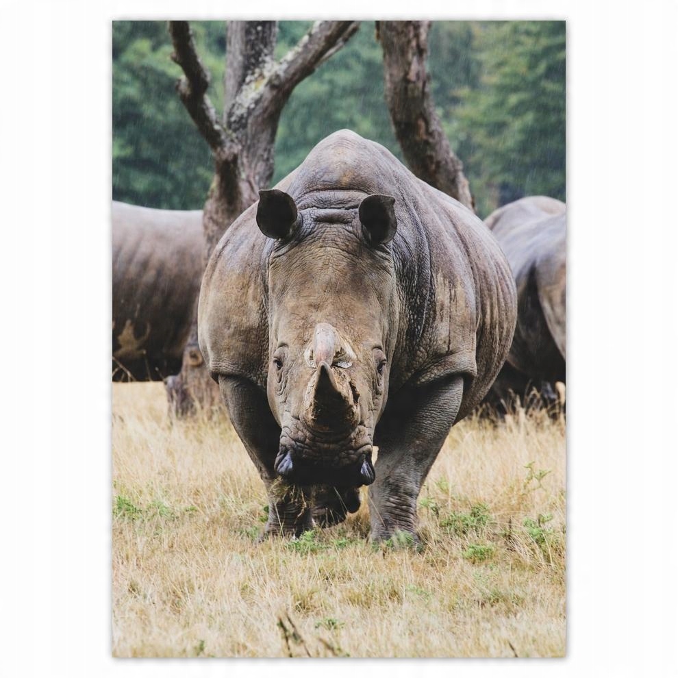

Naklejki 50x70 Zwierzęta Zwierzątka