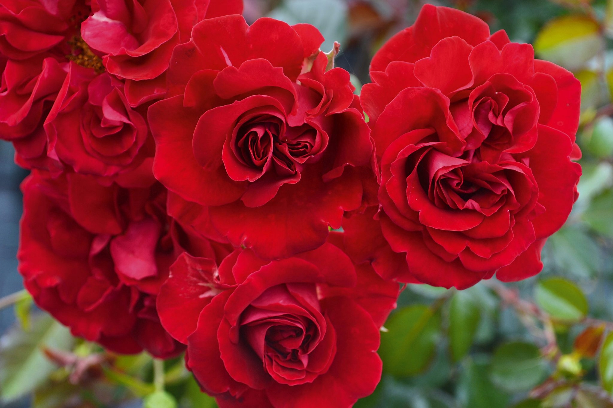 Róża Krzewiasta TORNELLA Noack