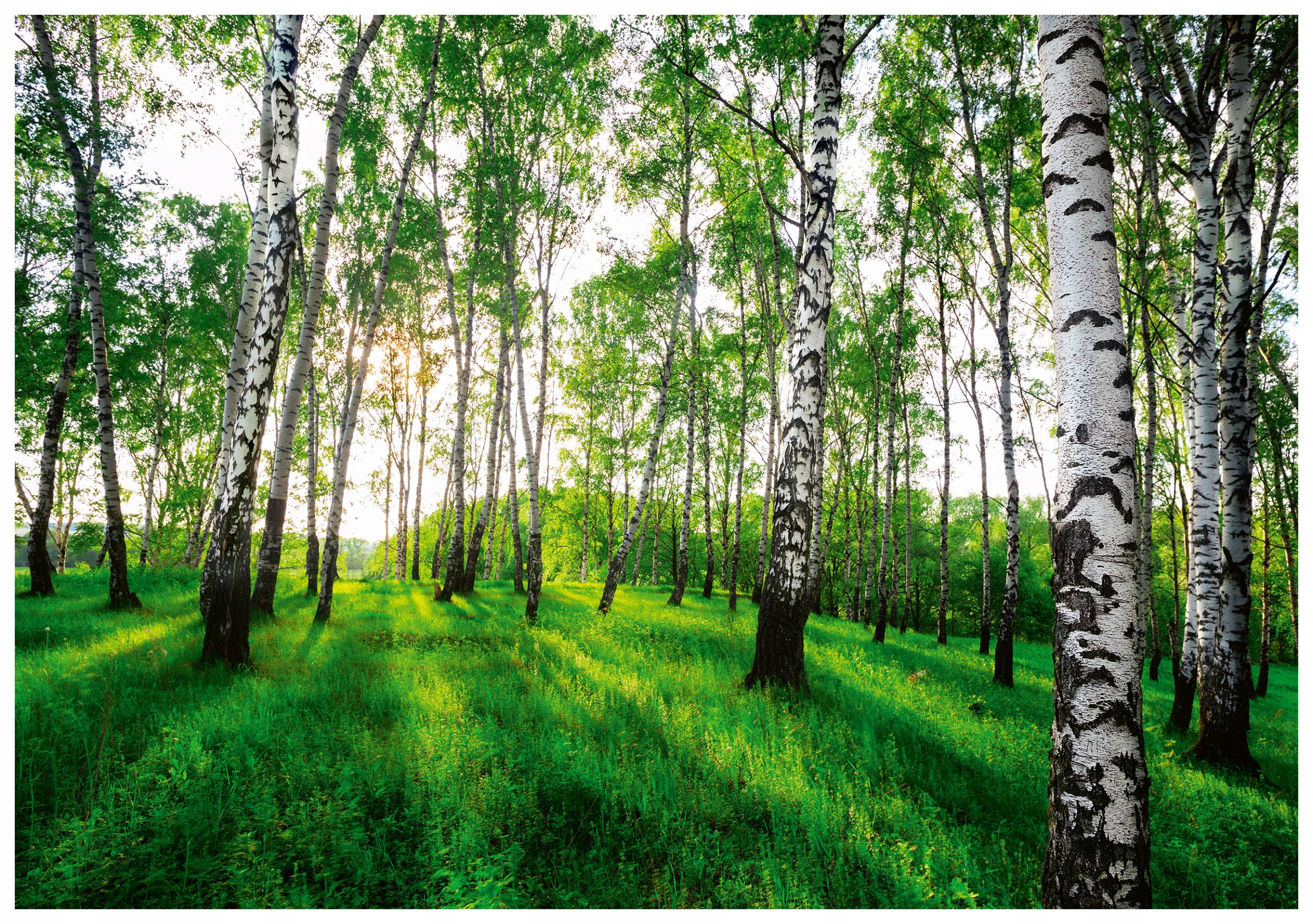 Fototapeta Břízový háj v lese v perspektivě Sluneční krajiny 400x280 lepidlo