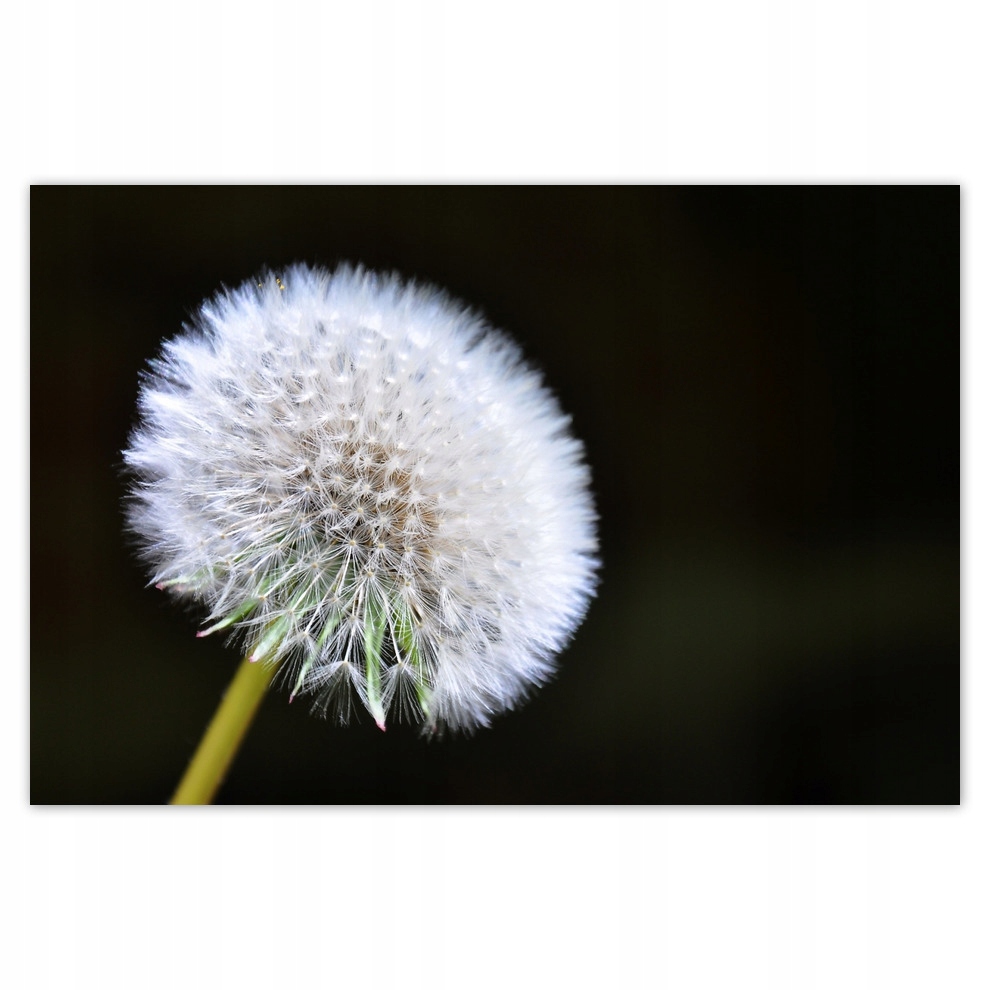 

Plakaty 93x62 Dmuchawiec Kwiat Kwiatki