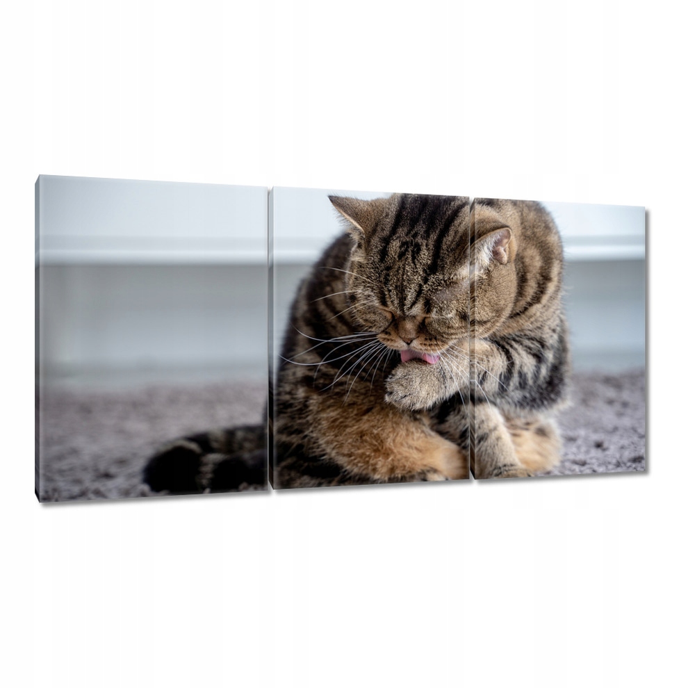 

Obrazy 120x60 Kot Kotek Kotki Kicia