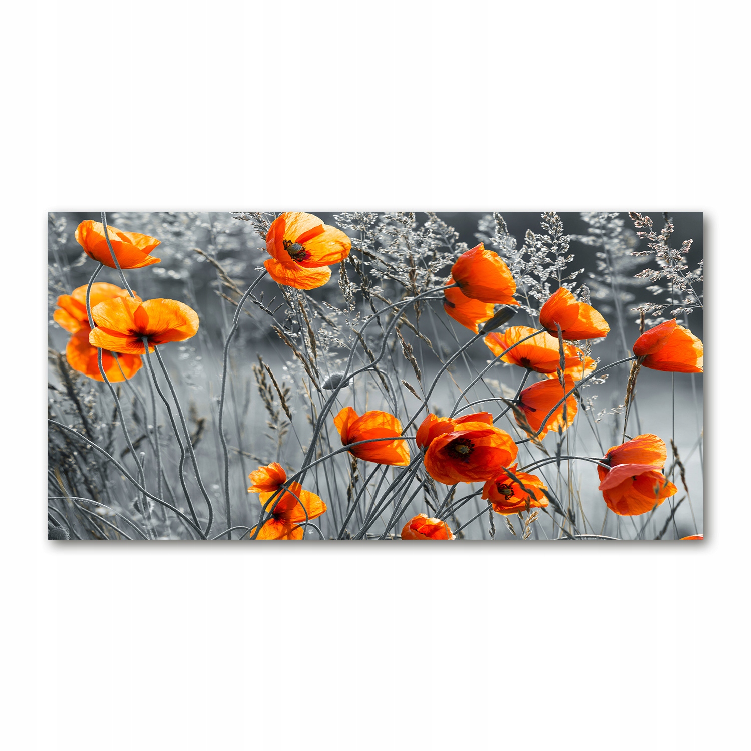 

Foto-obraz akrylowy Polne maki zdjęcie 140x70 cm