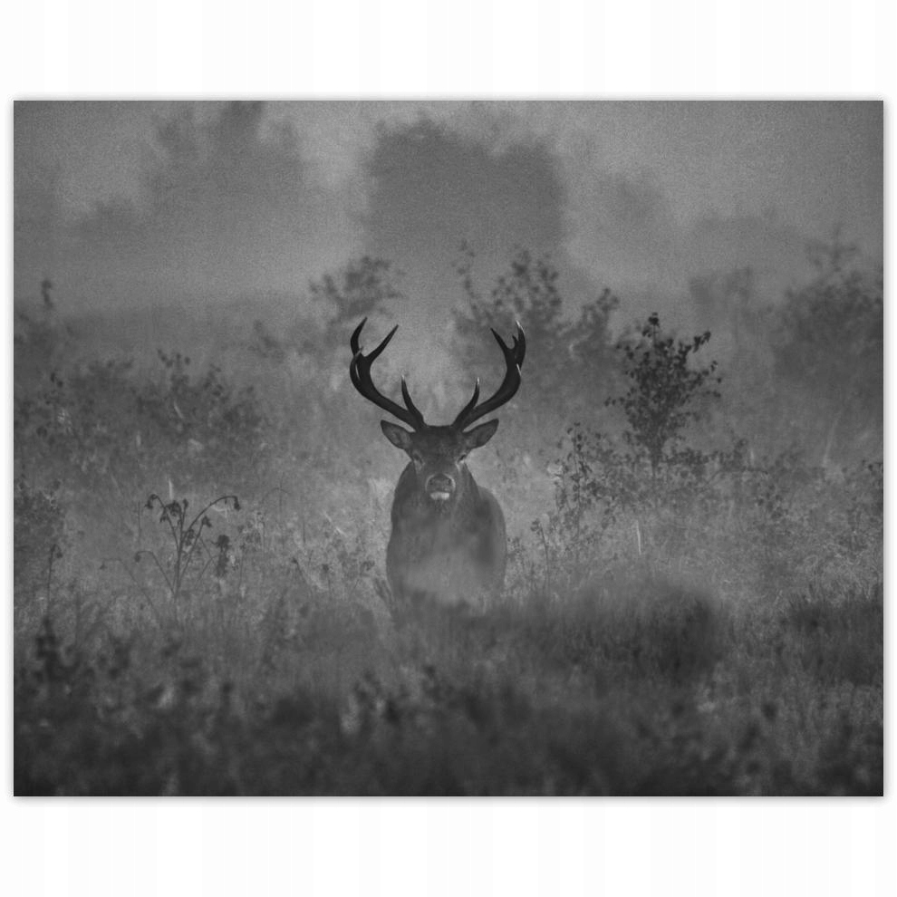 

Plakat 50x40 Jeleń we mgle
