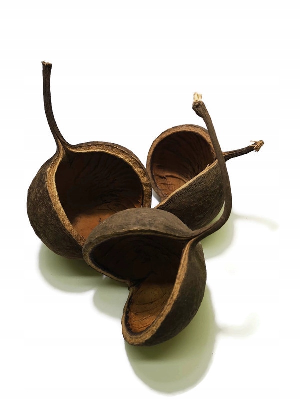 

10 x Buddha Nut 8-10cm #SpidersFactory