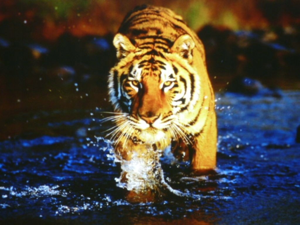 PROJEKTOR RZUTNIK MULTIMEDIALNY HP VP6210 +KABLE Wbudowane głośniki tak