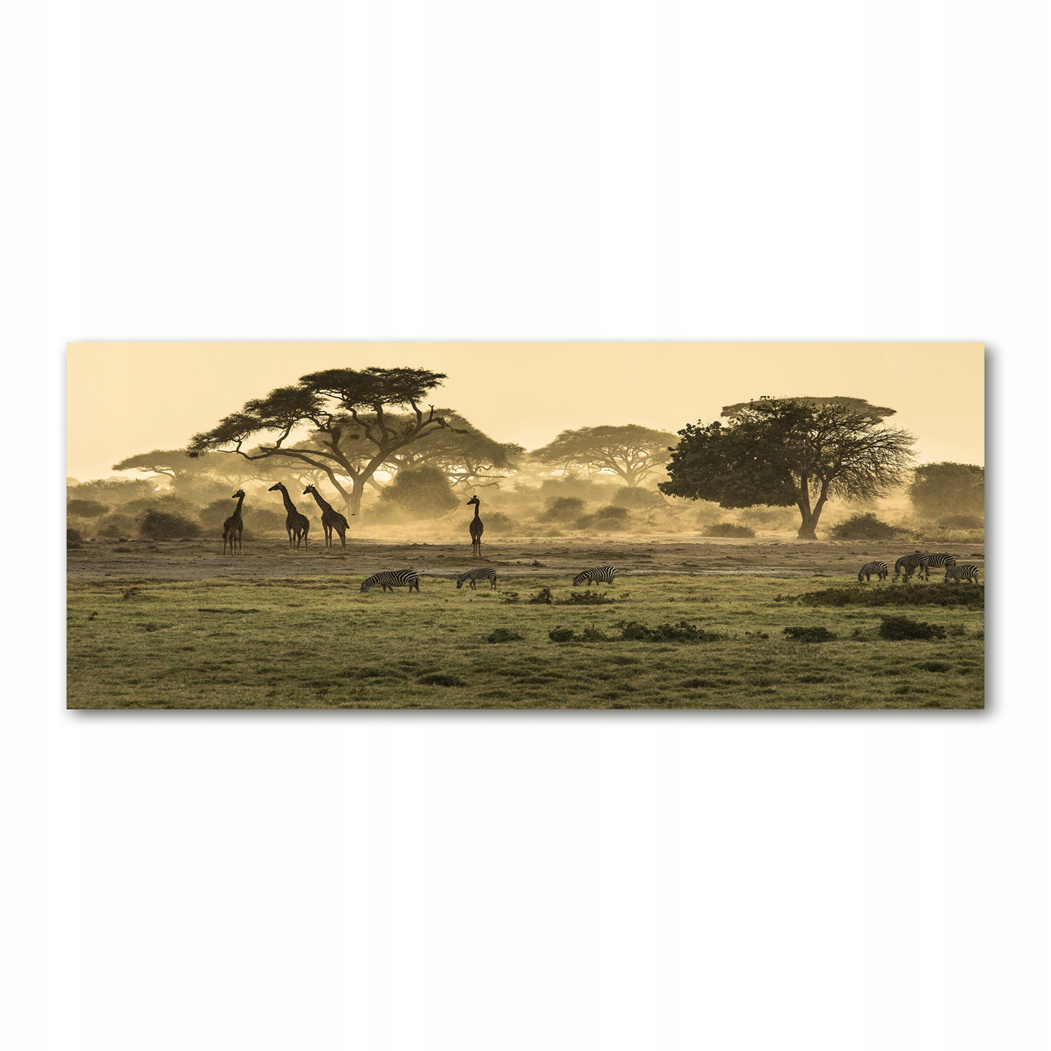 

Foto obraz szkło akryl Żyrafy na sawannie 125x50cm