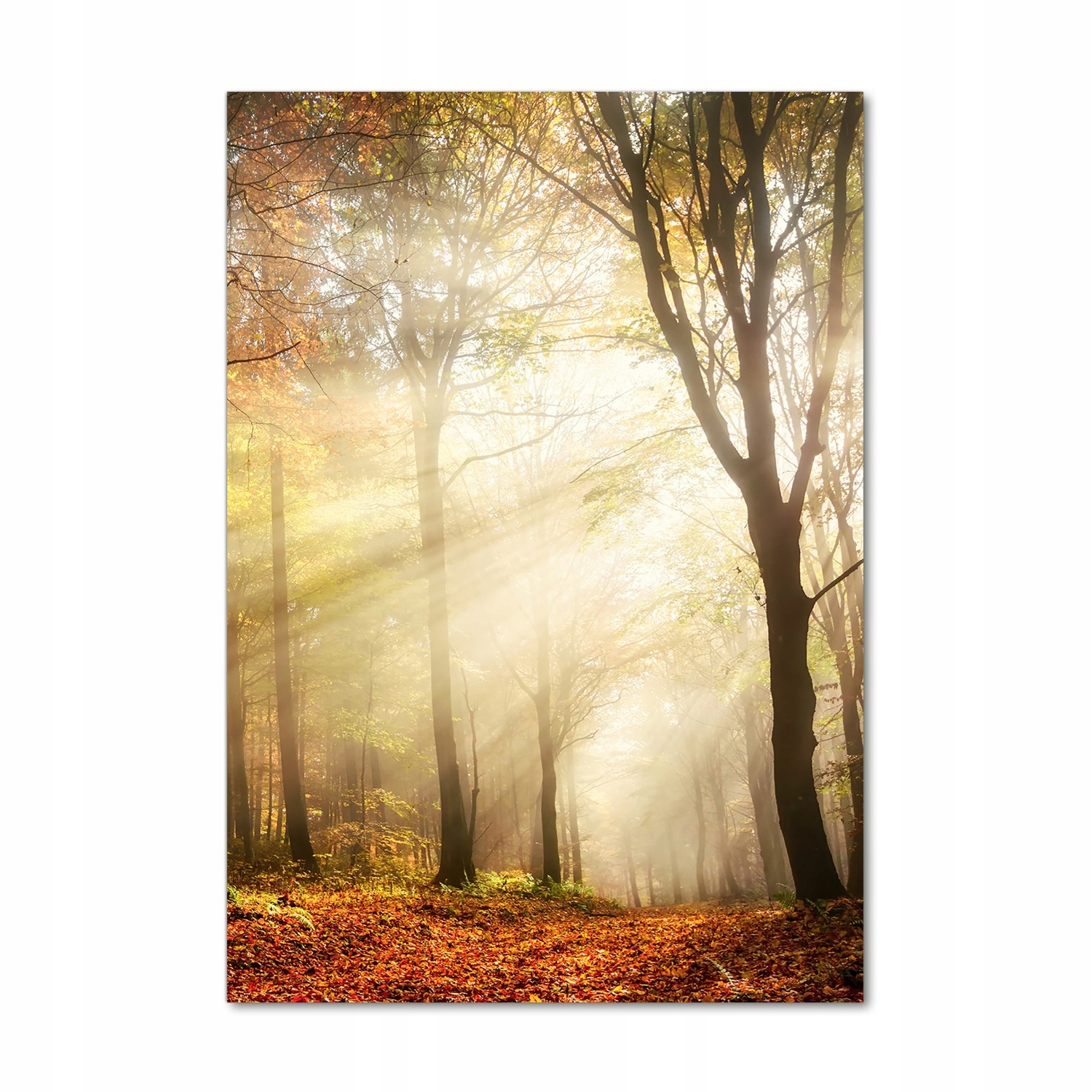 

Nowoczesny fotoobraz akrylowy Las jesienią 70x100