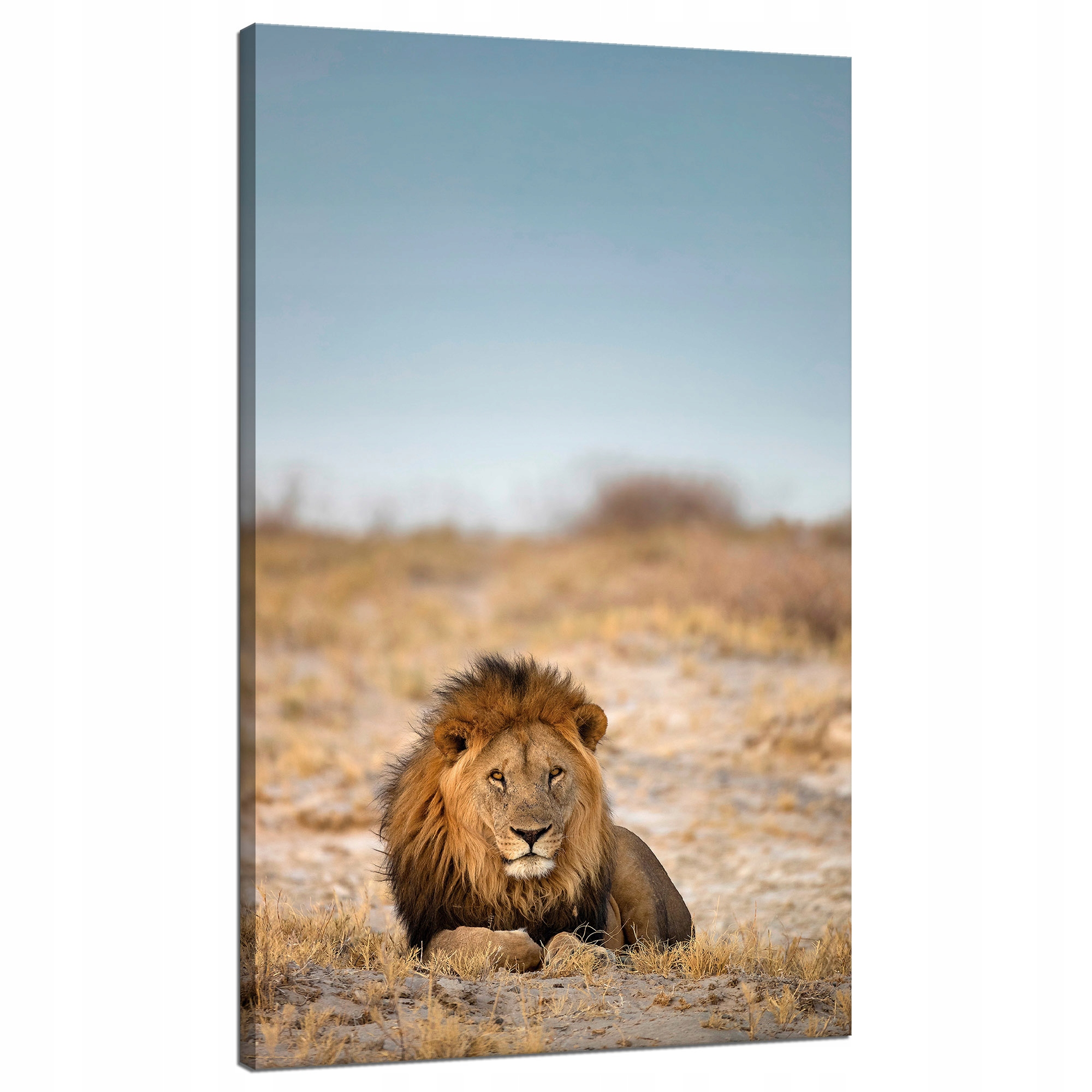 Obraz na plátně Lev na savaně Příroda 70x120 cm