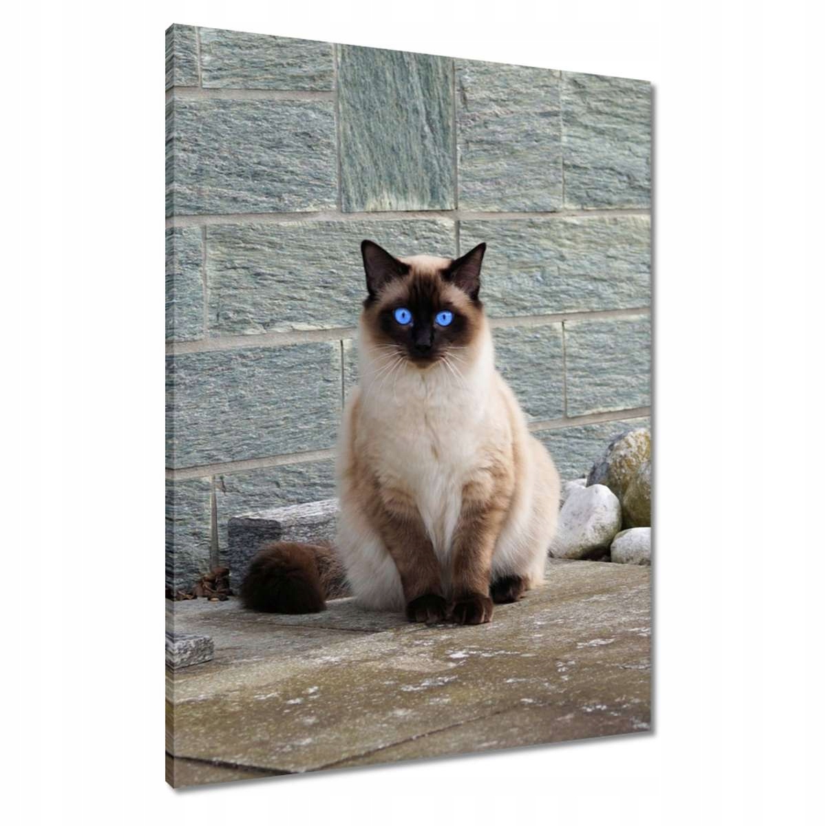 Obrazy 60x80 Kočka Kotě Kočičky Kočička