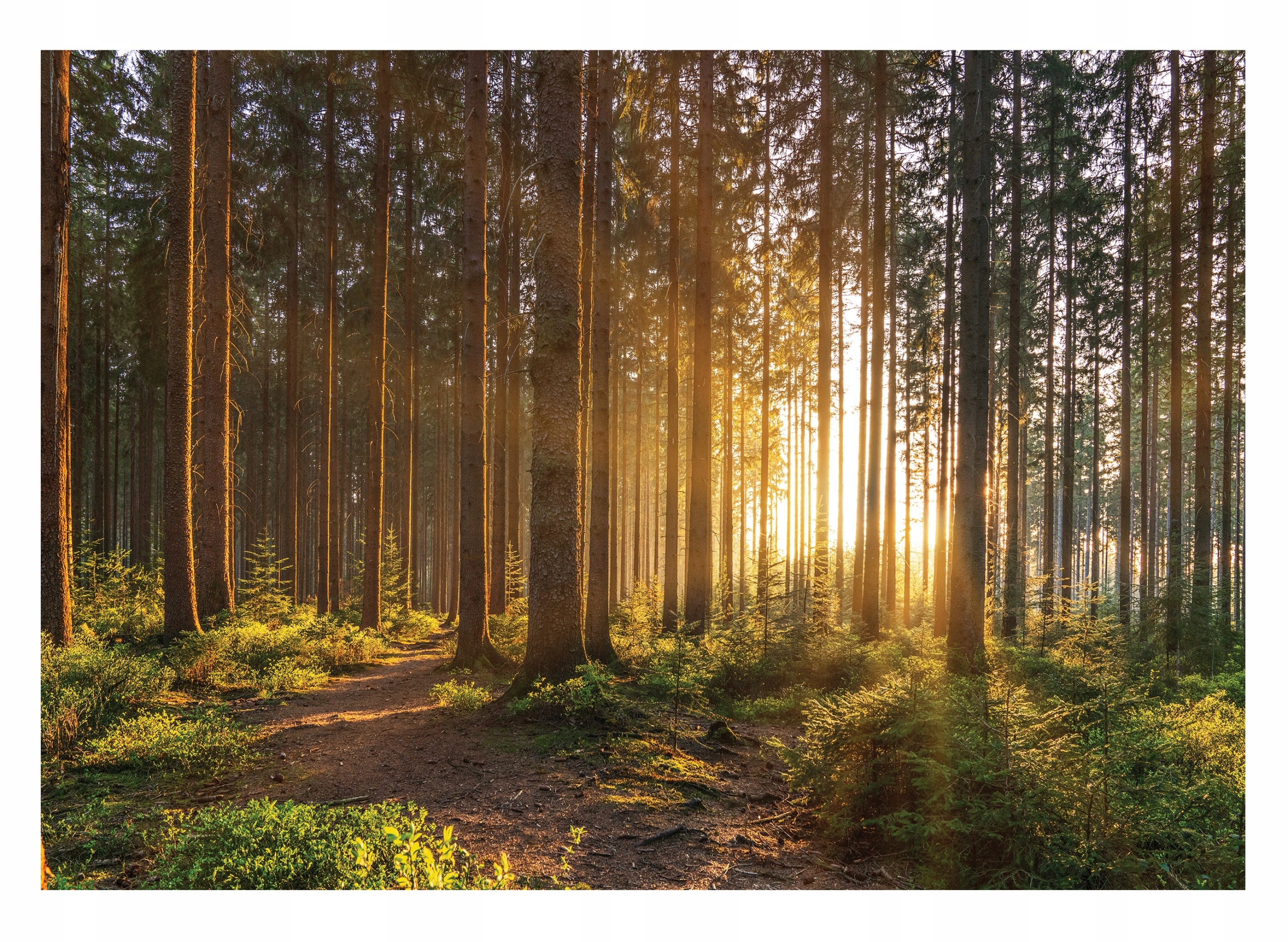 

Fototapeta Las 3D Drzewa Słońce Natura 416x254