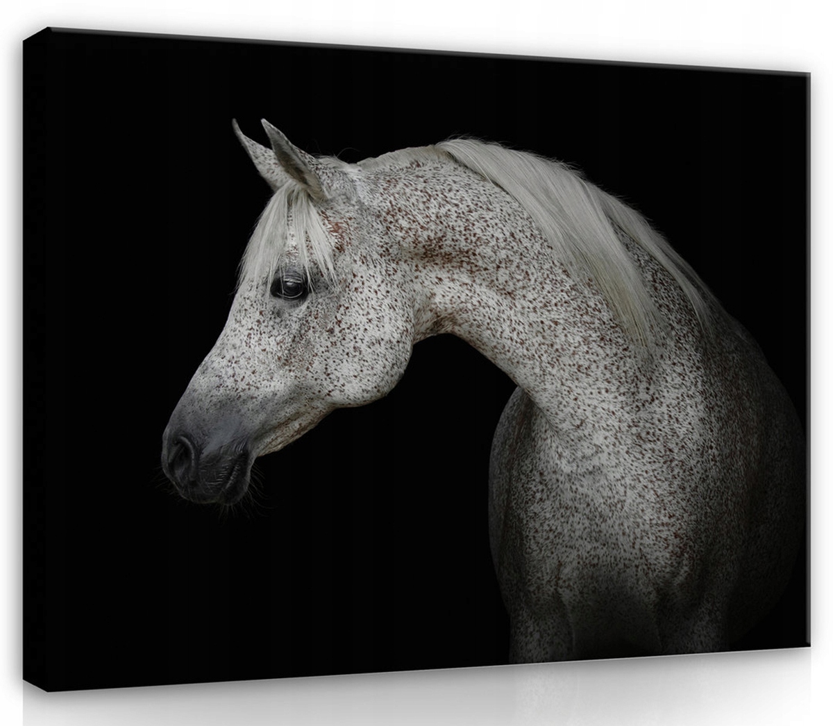 Obraz Na Plátně Canvas 100x75 Kůň Portrét