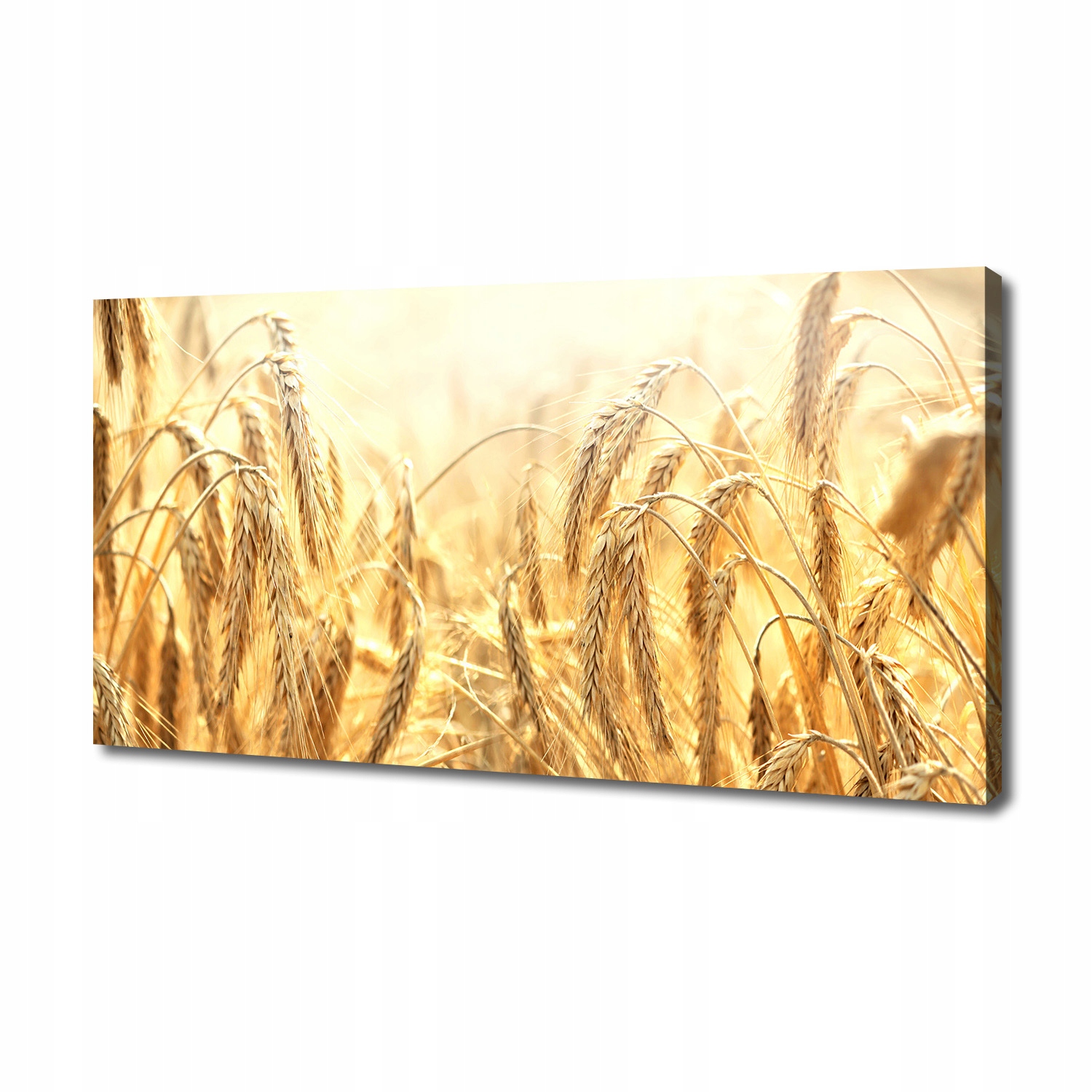 

Foto obraz ze zdjęcia do salonu Zboże 140x70 cm