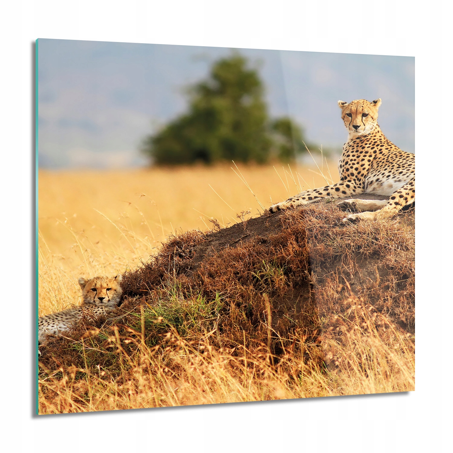 Gepardy savana Sklenená fotostena 60x60 štvorcová