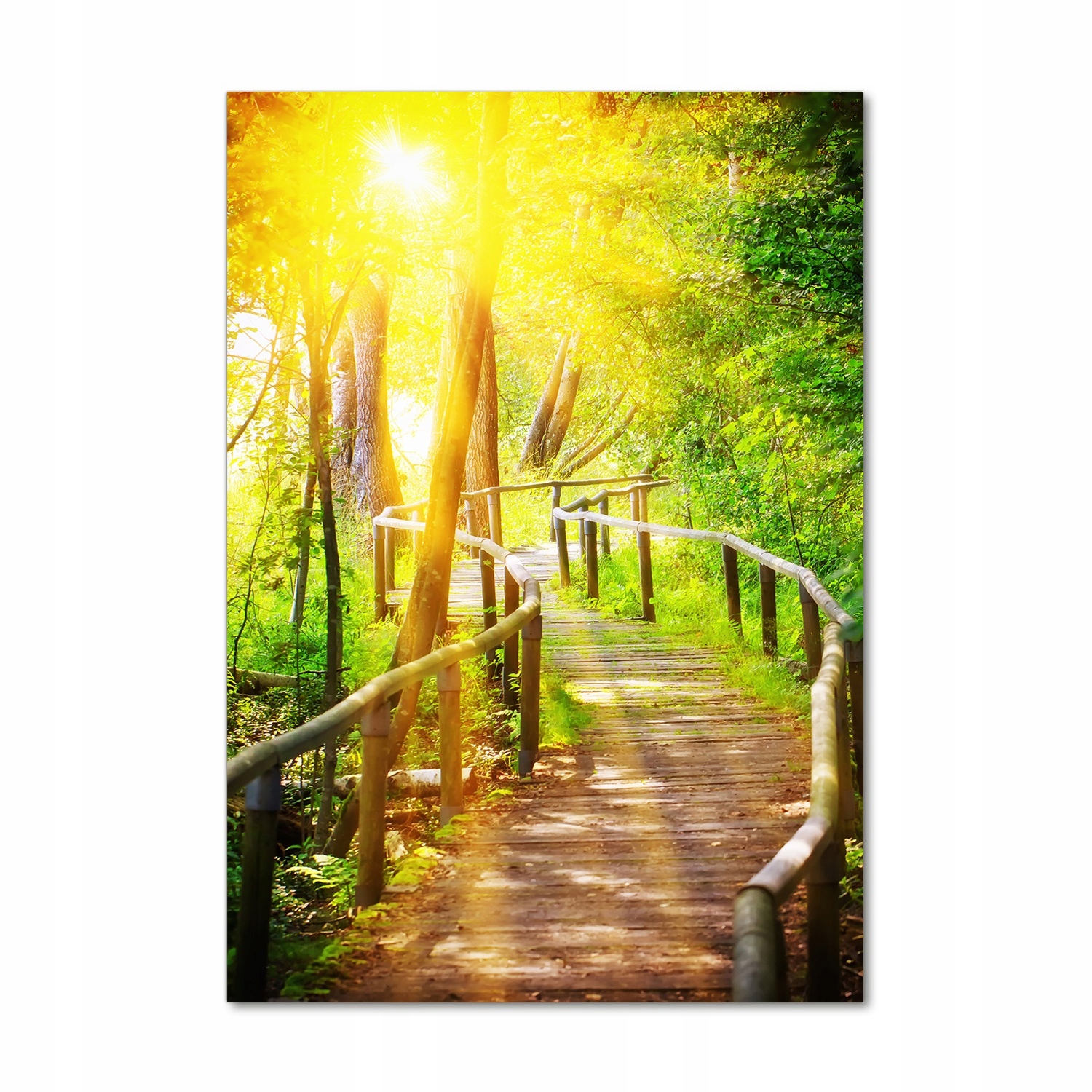 

Foto obraz szkło akrylowe Ścieżka w lesie 70x100cm