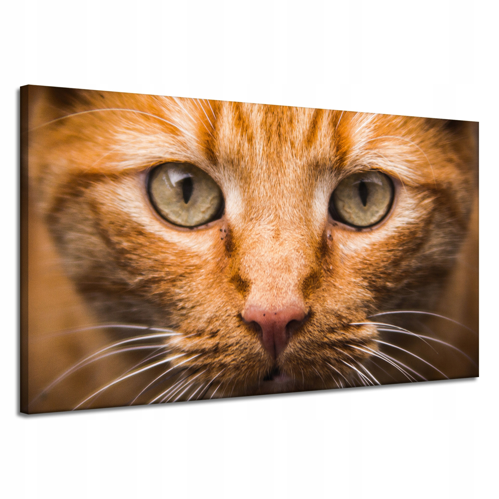 Obraz na plátně Tvář kočky zblízka 120x70