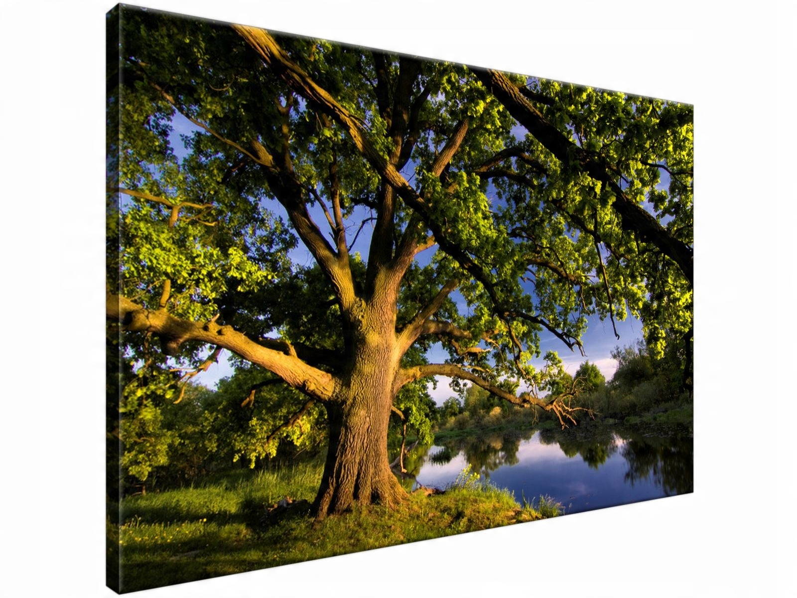 

Obraz drukowany Wielki dąb 90x60 canvas