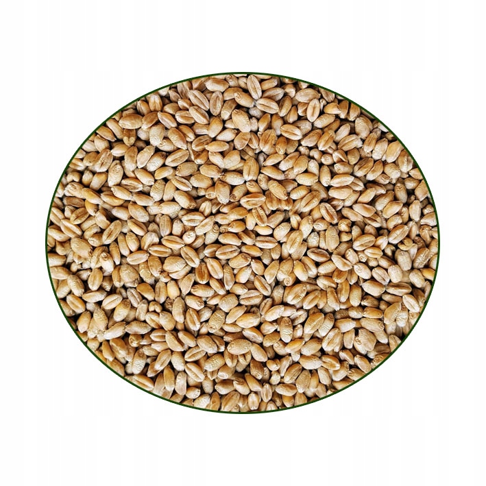 

pszenica orkiszowa 1kg