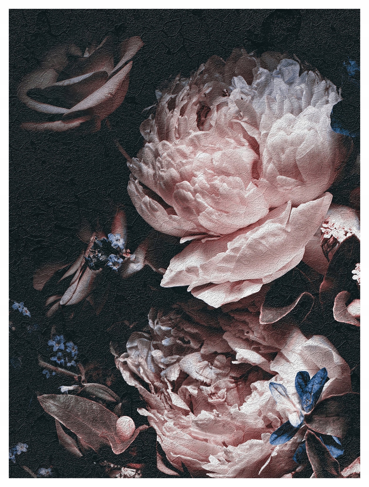 Fototapeta Pivonky Ruže kytica tmavé pozadie vinylová 184x254 lepidlo