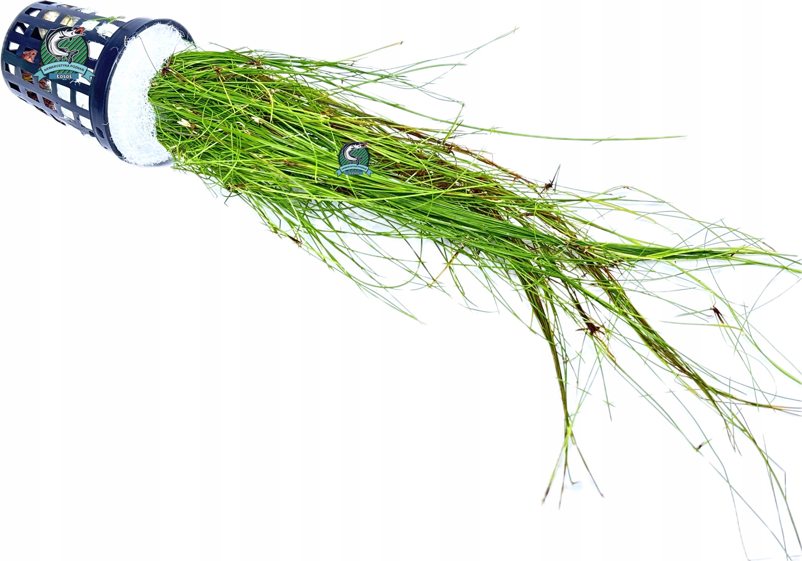 Eleocharis vivipara [корзина]