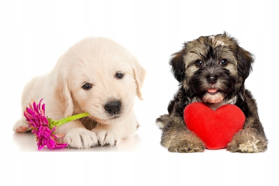 

Naklejki z psami pieskami psiakami Szczeniaczki 21