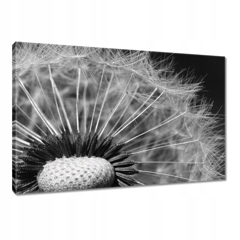 

Obrazy 90x60 Dmuchawiec Kwiat Kwiatki