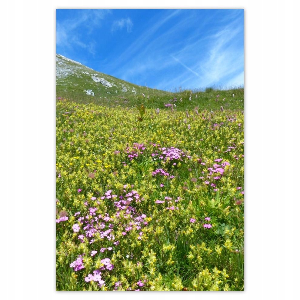 

Plakaty 40x60 Alpejska łąka