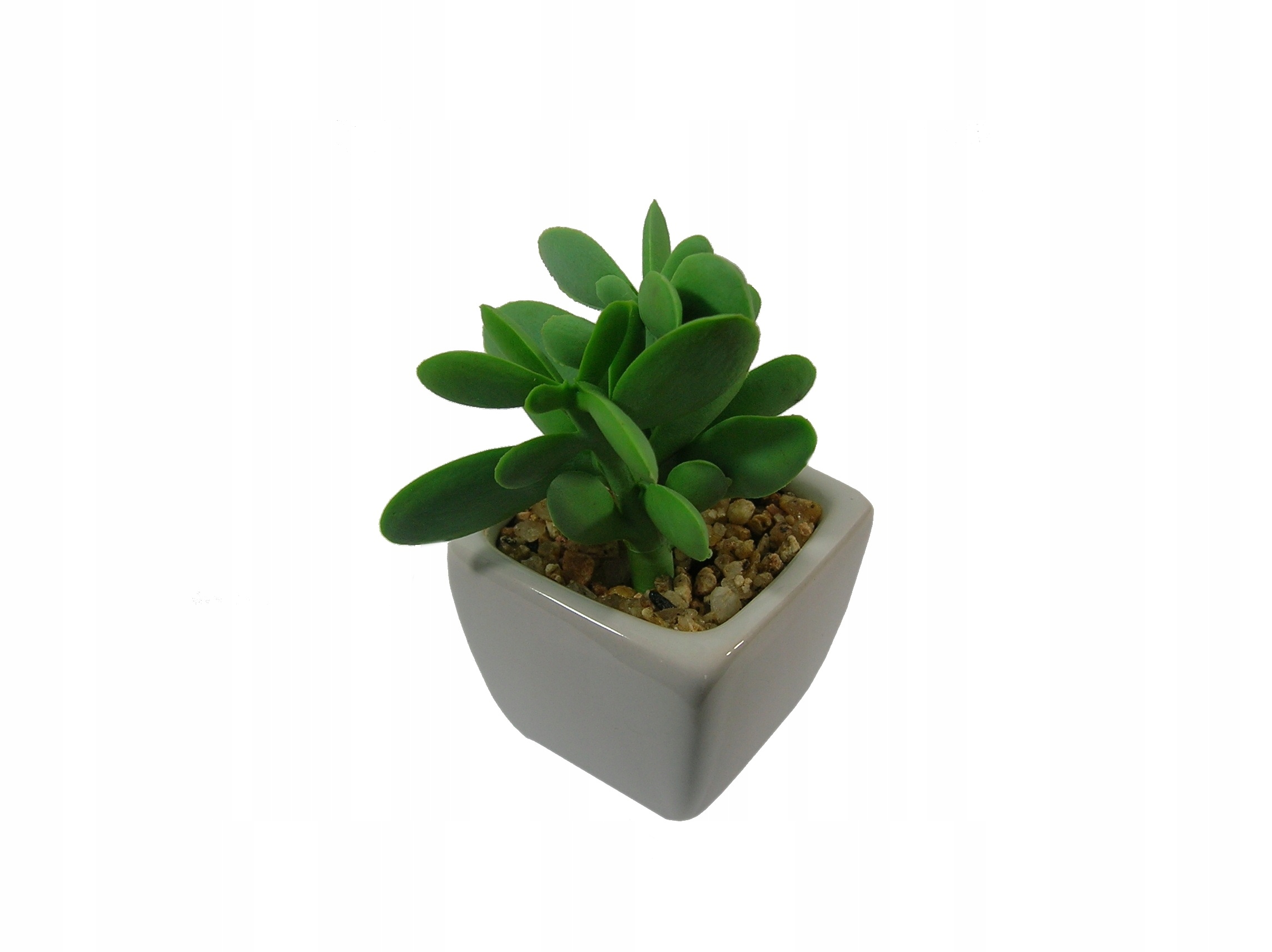 

V. Sukulenty W Osłonce