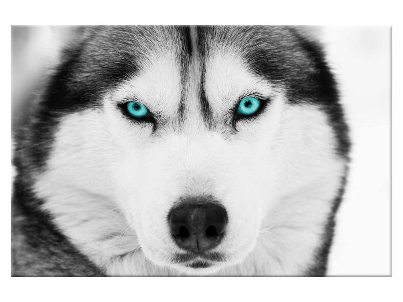 

Obraz Głębokie spojrzenie 60x40 Zwierzęta 1339A_1E