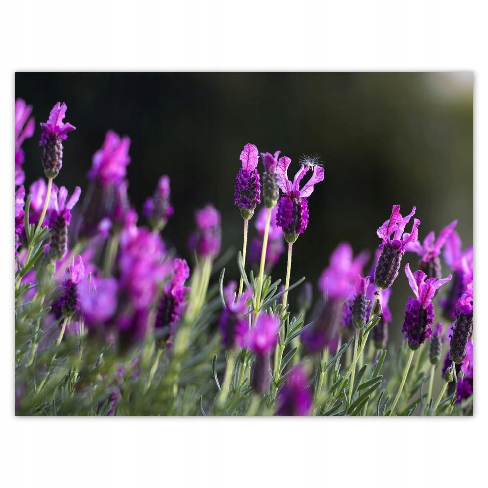

Plakat 40x30 Fioletowe kwiatki