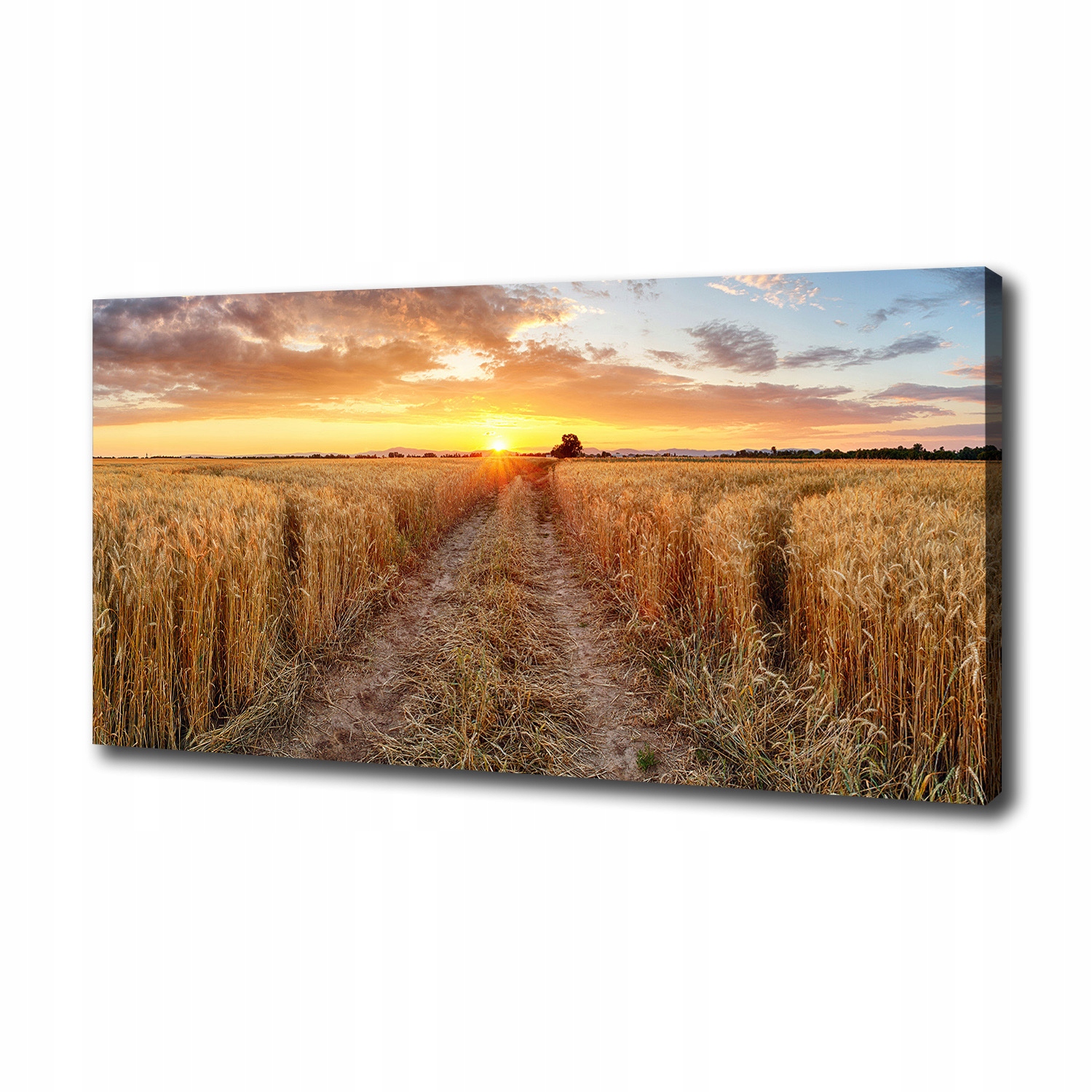 

Foto obraz na płótnie Pole pszenicy 100x50 cm