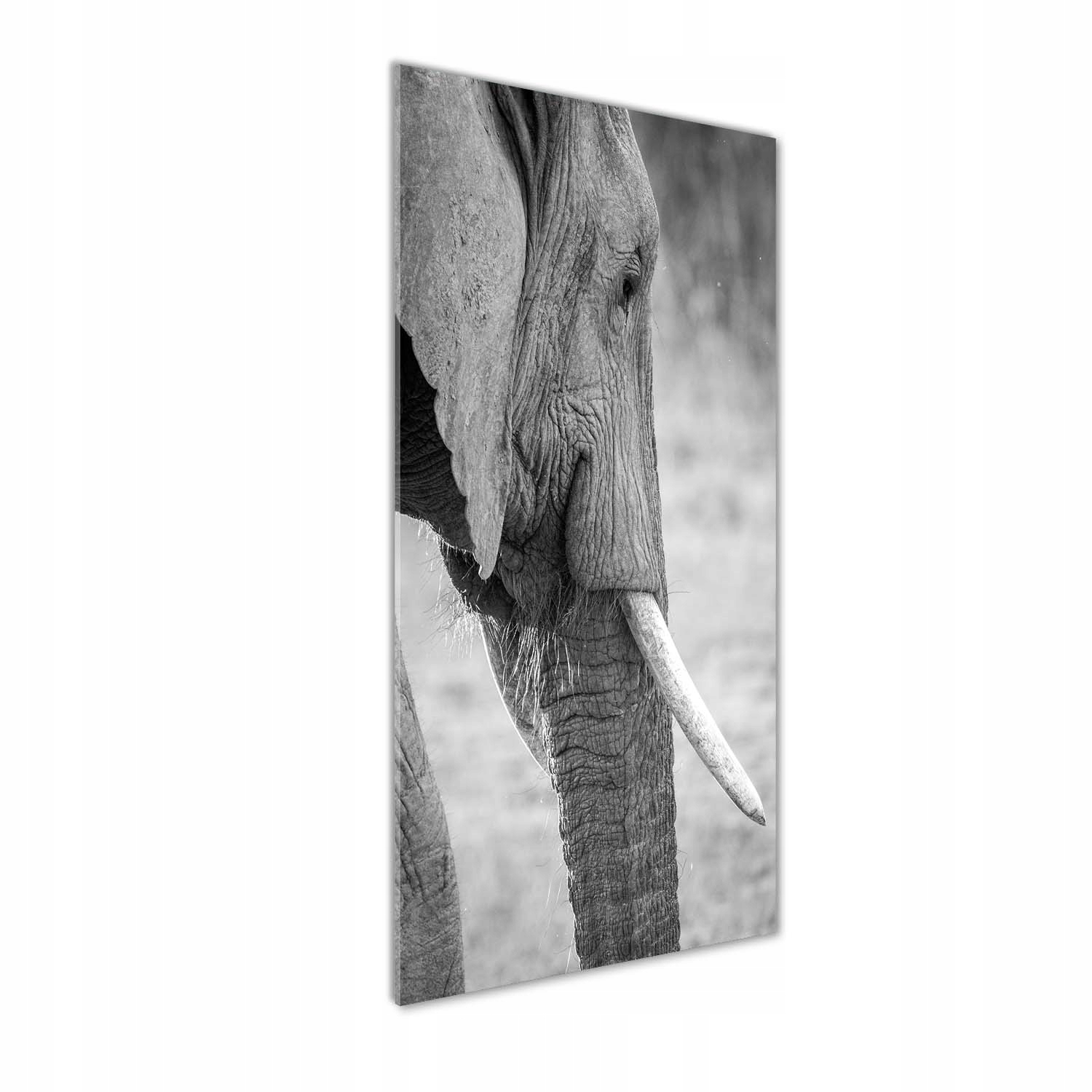 

Nowoczesny foto obraz na ścianę Słoń 50x125 cm