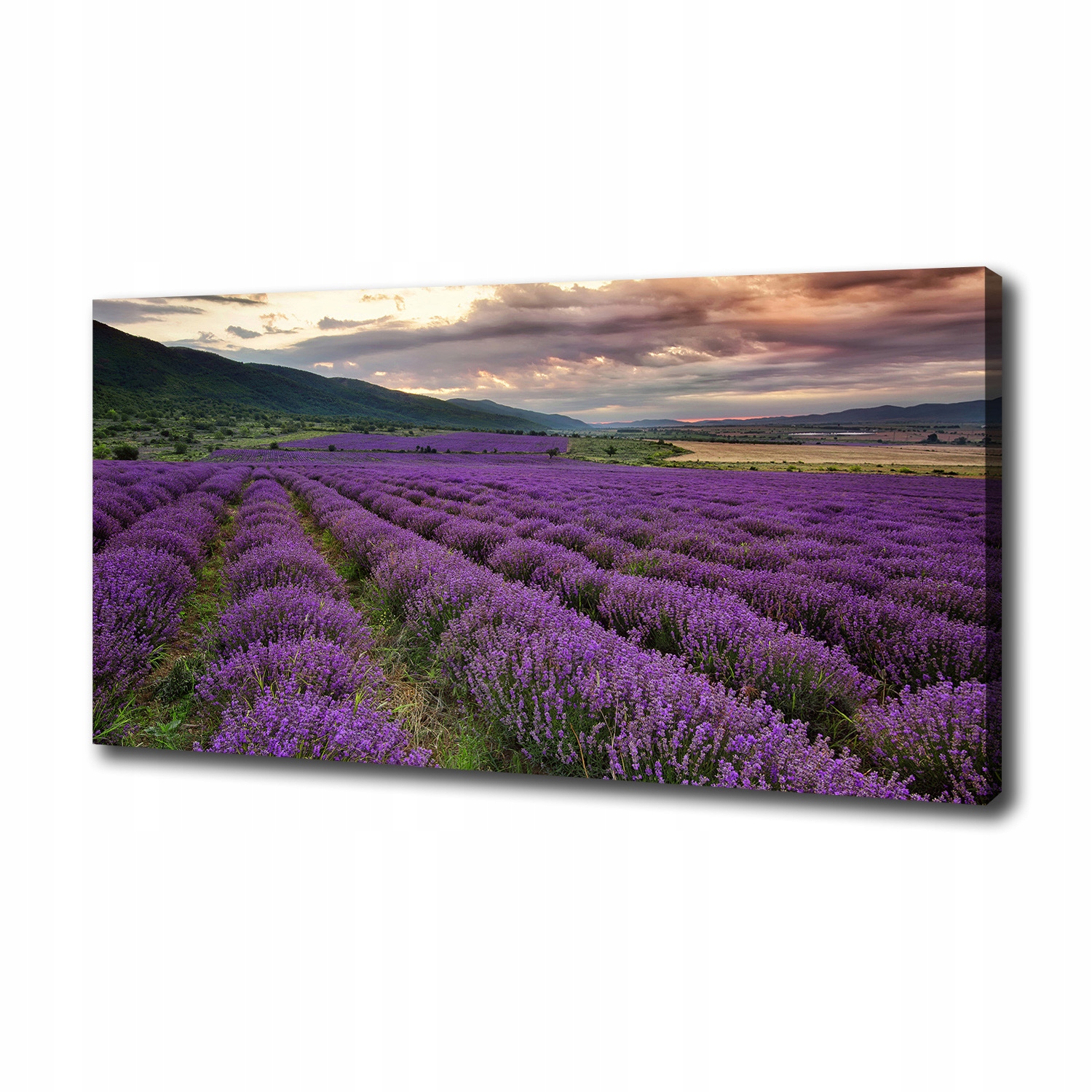 

Duży foto obraz na płótnie Pole lawendy 100x50 cm
