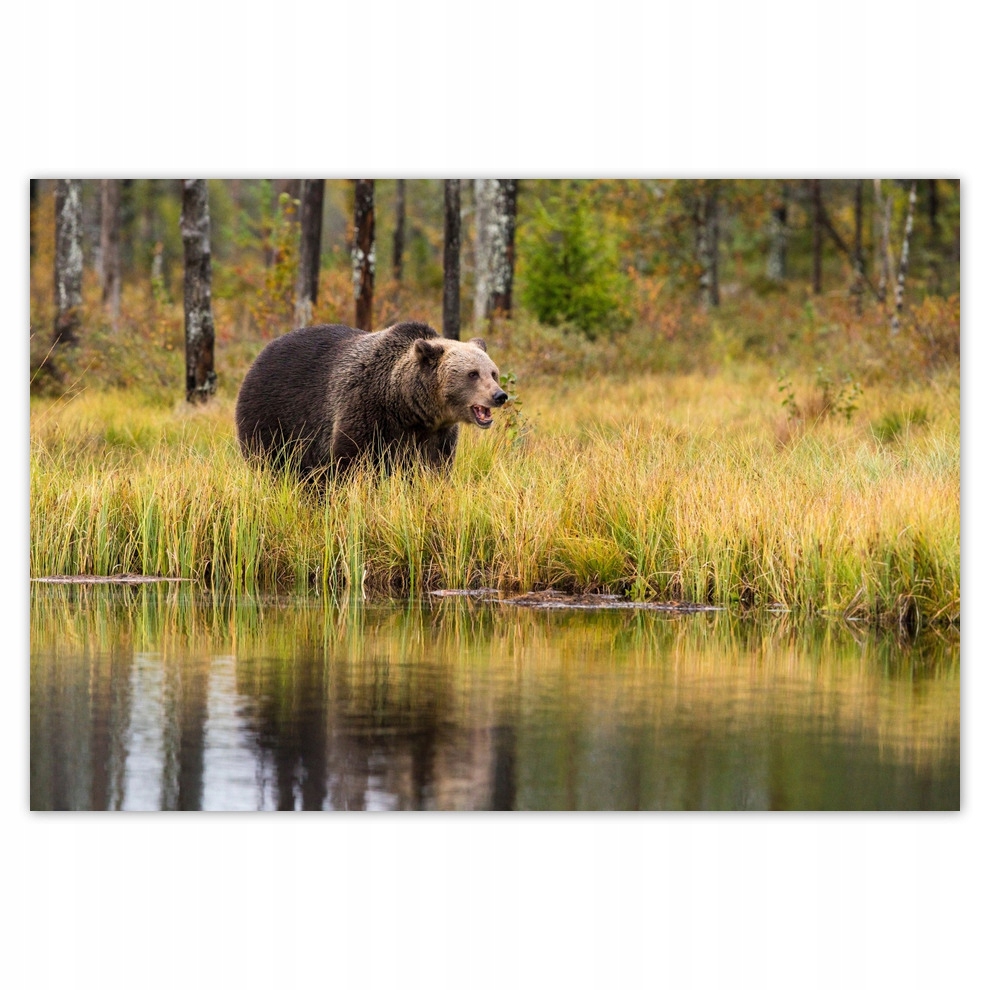 

Fototapety flizelina 152x104 Niedźwiedź brunatny