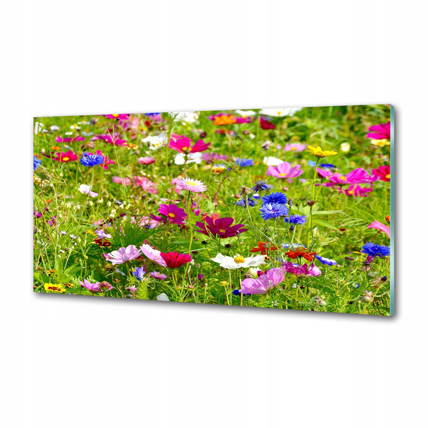 Panel dekor sklo Poľné kvety 120x60 cm Lepidlo