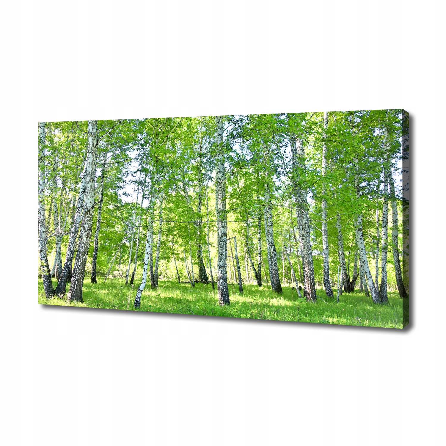 Fotoobraz velký canvas na zeď Břízy 140x70 cm