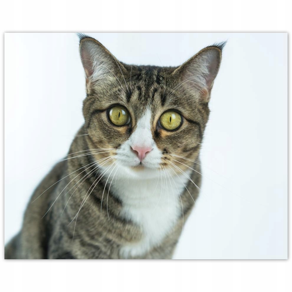 

Plakat 50x40 Kot Kotek Kotki Koty
