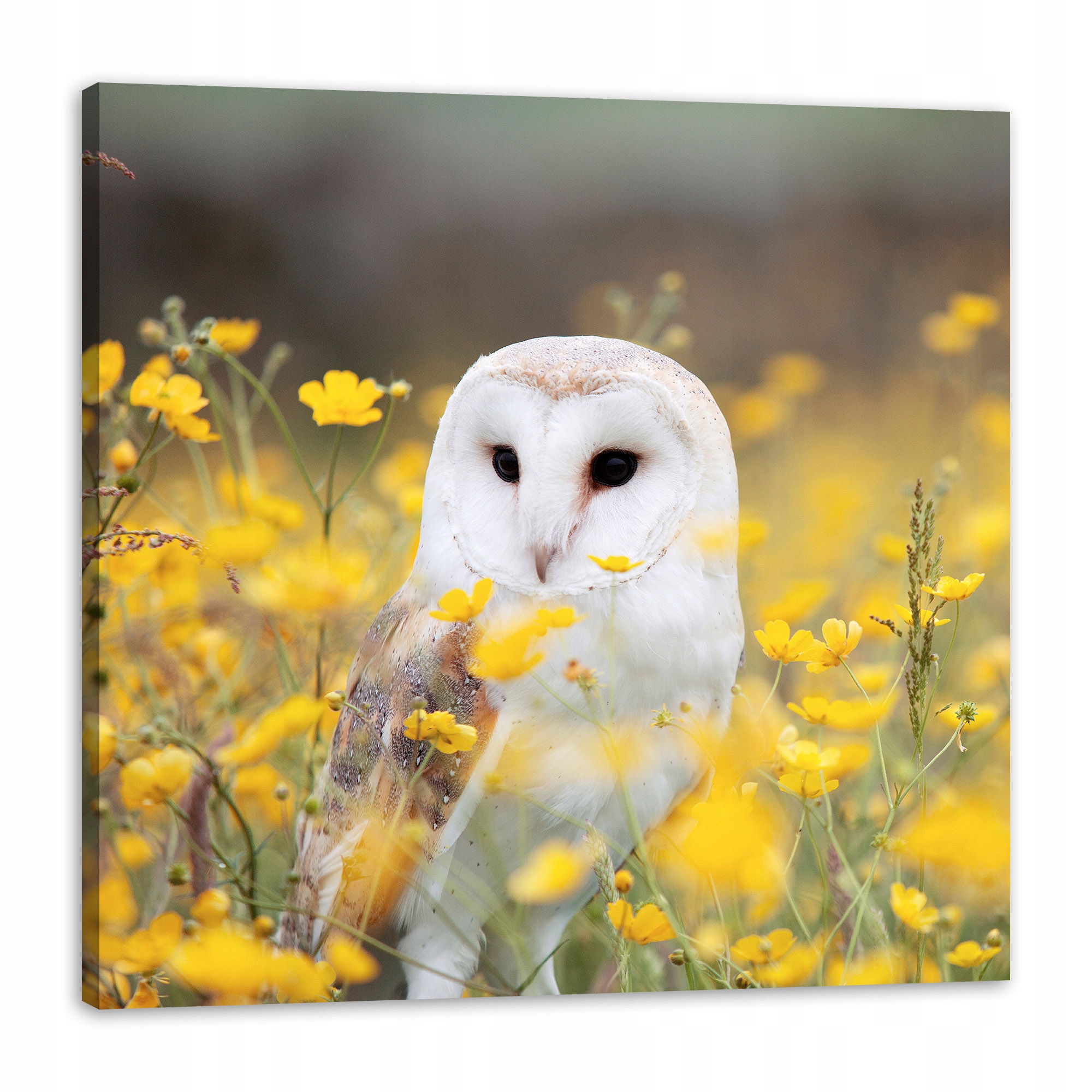 Obraz na plátně Bílá sova Květiny Příroda Louka Zvířata a příroda 80x80