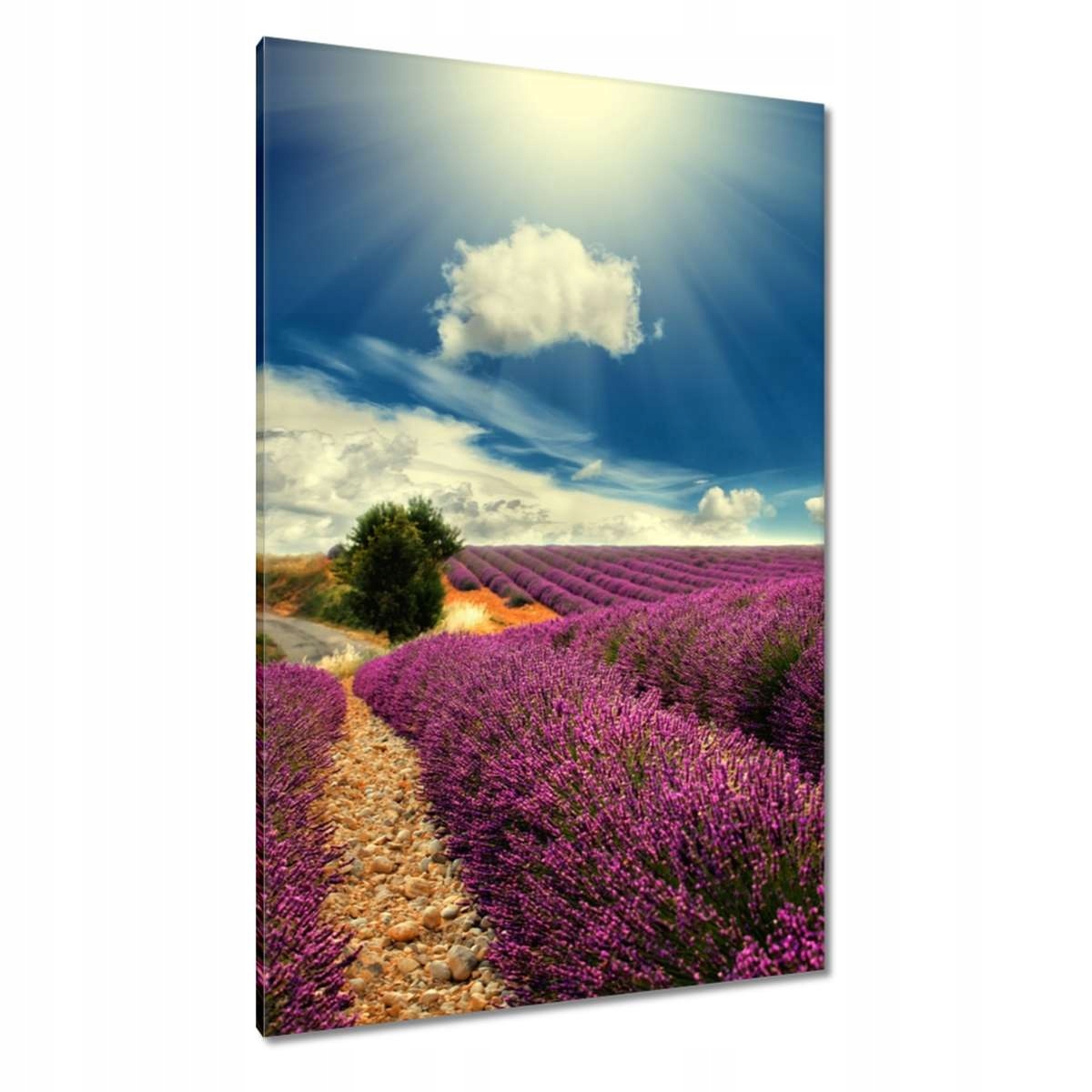 Obrazy 80x120 Levandulová krajina