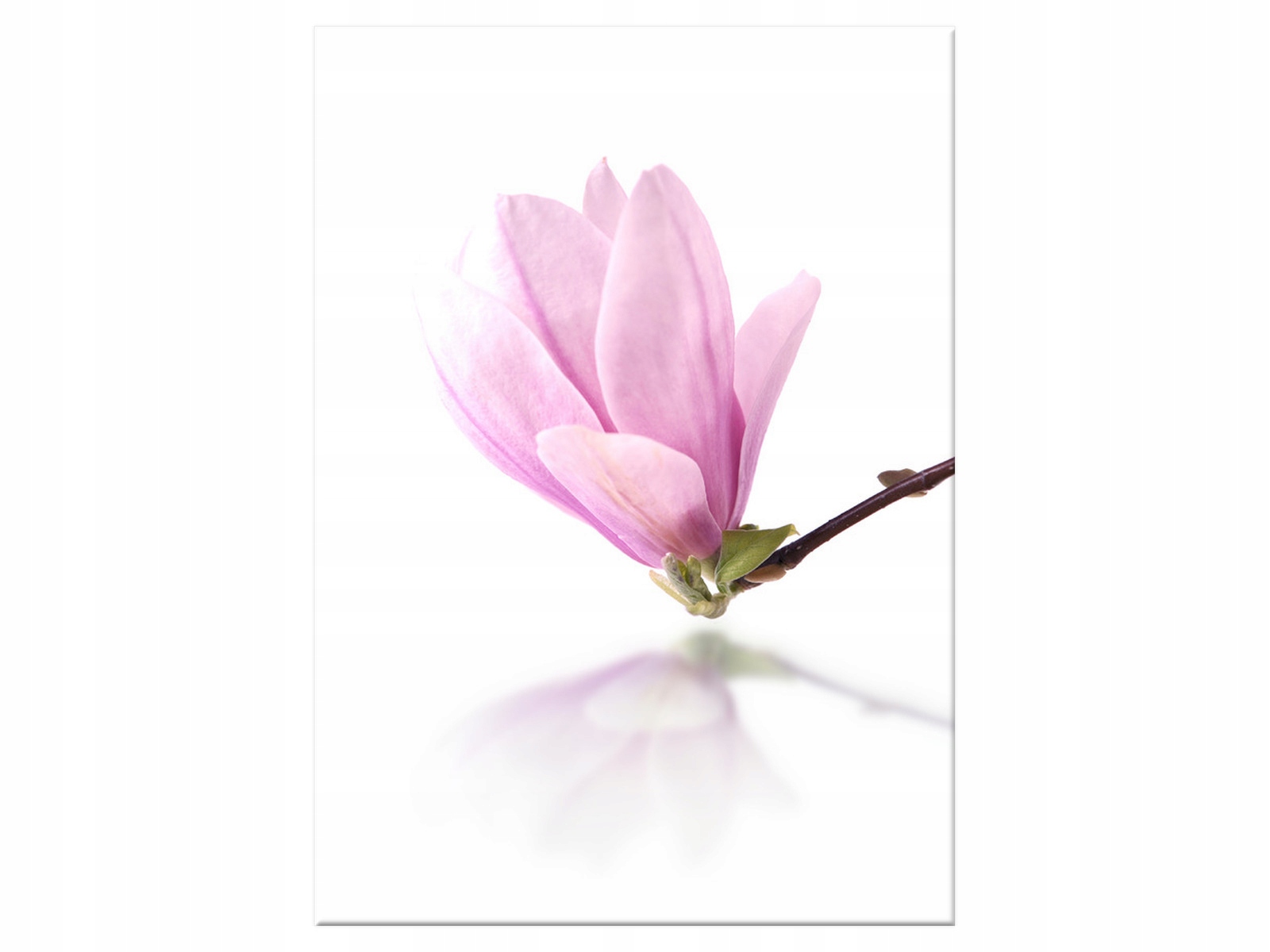 

Obraz Gałązka magnolii 50x70 Kwiaty Magnolie