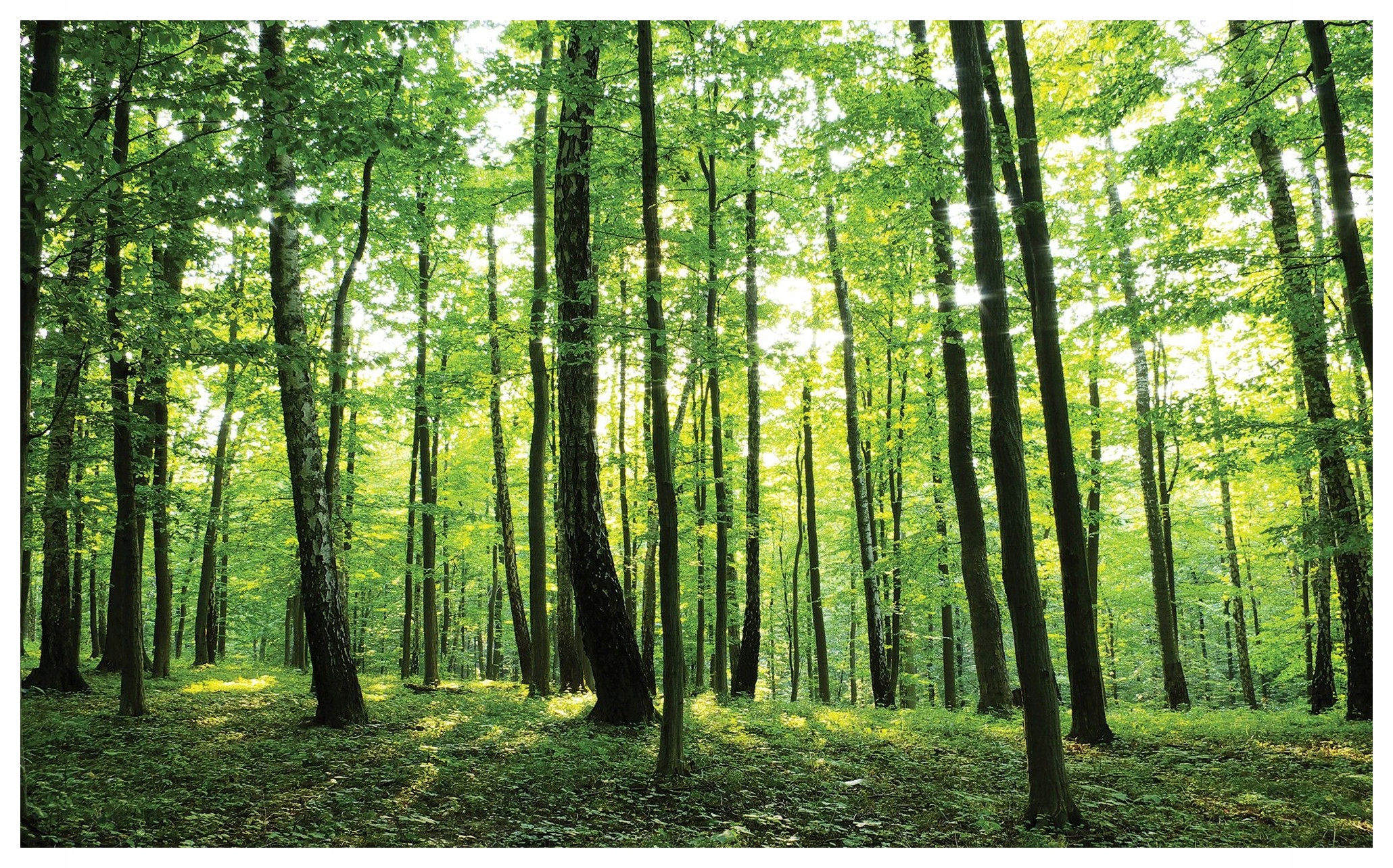 Vliesová fototapeta Sluneční les a Lesní symfonie 350x250 lepidlo