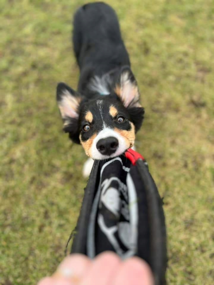 Levně Neoprenový disk Frizbii pro psa Stormm Dog Xs 19 cm Set