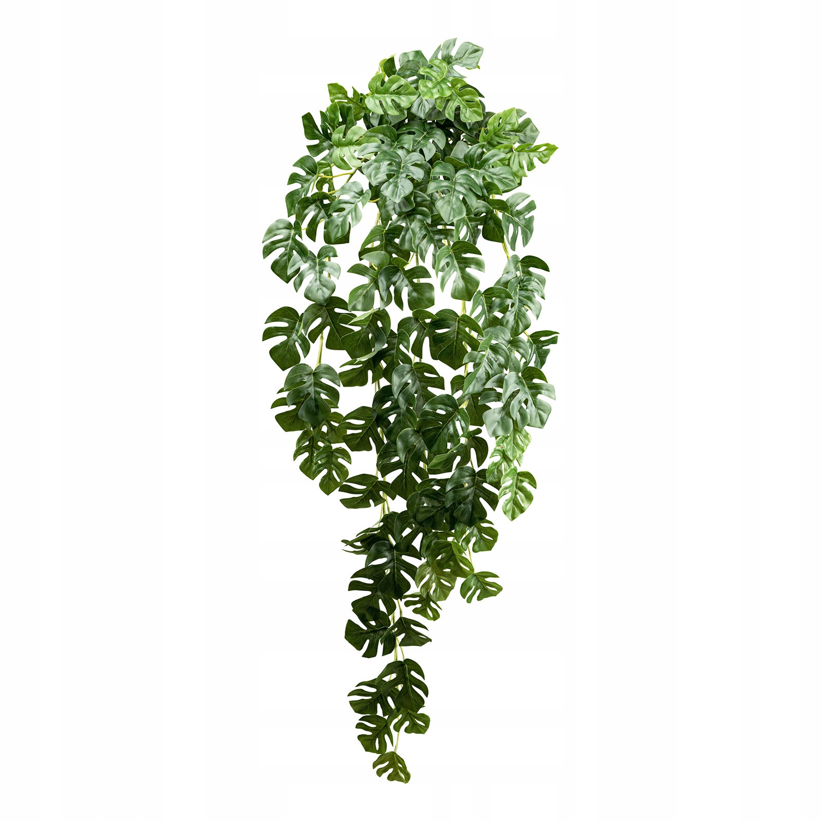 

Philodendron 95 pnącze sztune 122 liście zielone
