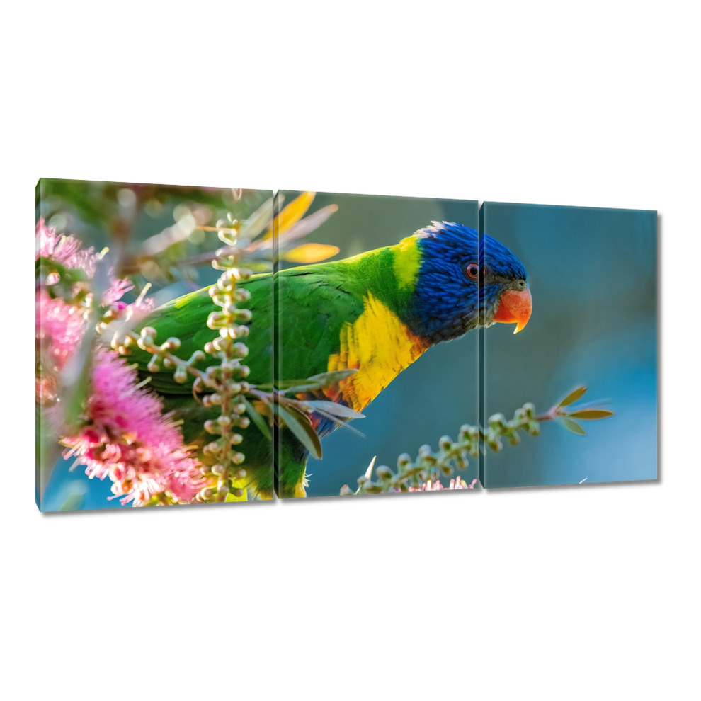

Obrazy 120x60 Papugi Papużki Ptaszki