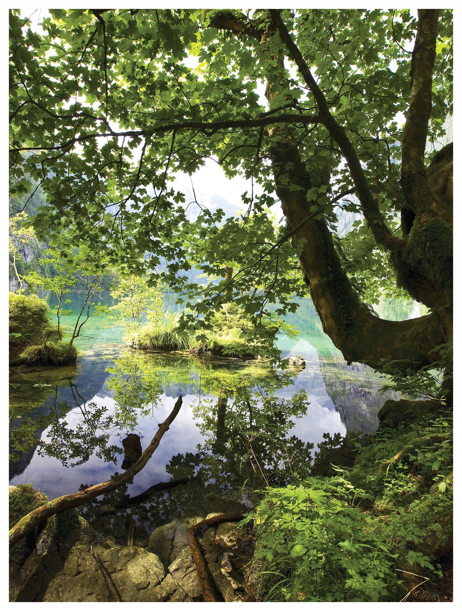 Fototapeta Jezero Les Staré Stromy Voda vinylová 184x254 lepidlo