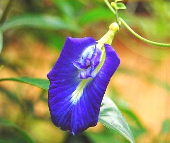 ТЕРНАТЕНСКАЯ КЛИТОРИЯ КРАСИВЫЕ ЦВЕТЫ СИНИЙ ПИЩЕВОЙ КРАСИТЕЛЬ СЕМЕНА