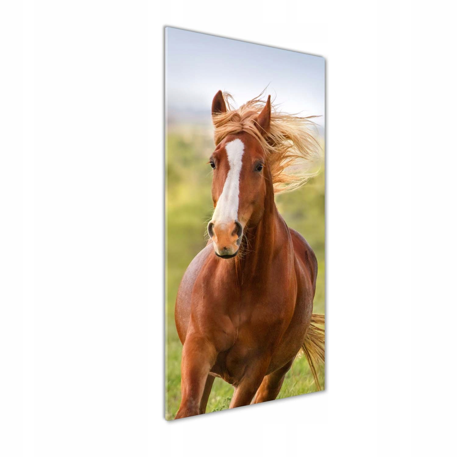 Akrylový fotoobraz do obývačky Kôň v cvale 50x125