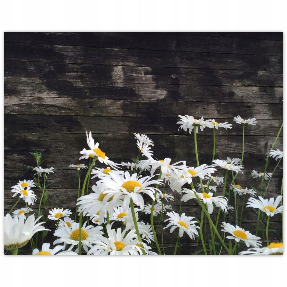 

Plakat 50x40 Margaretki